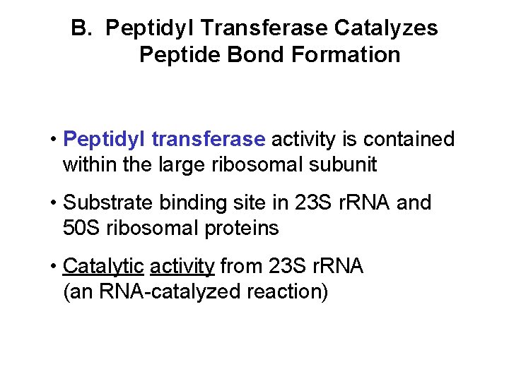 B. Peptidyl Transferase Catalyzes Peptide Bond Formation • Peptidyl transferase activity is contained within