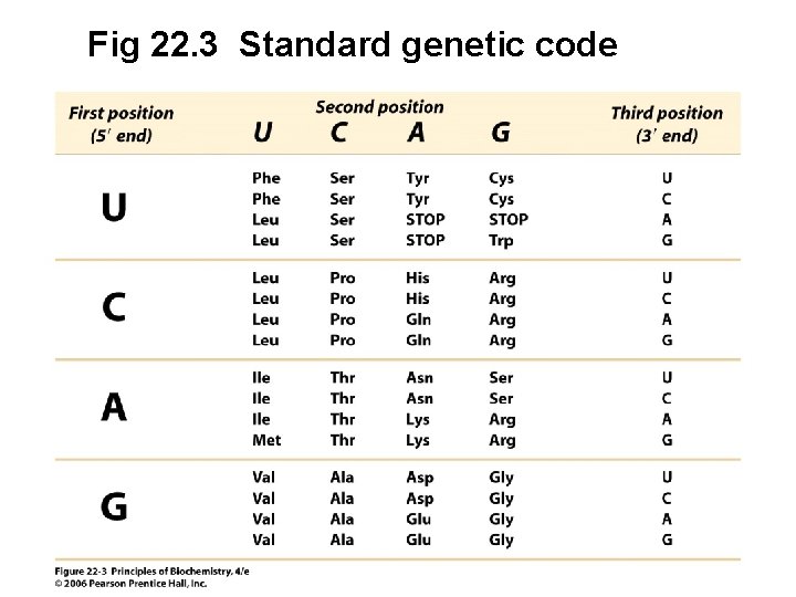 Fig 22. 3 Standard genetic code 