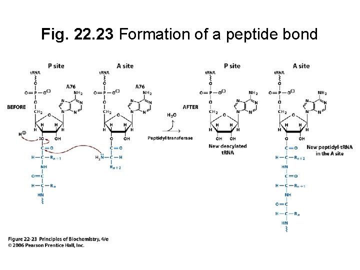 Fig. 22. 23 Formation of a peptide bond 