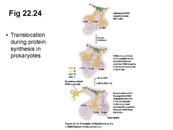 Fig 22. 24 • Translocation during protein synthesis in prokaryotes 