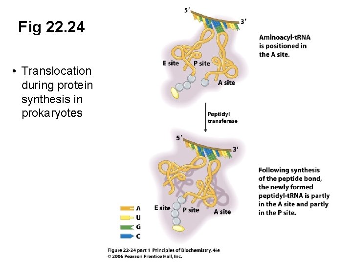 Fig 22. 24 • Translocation during protein synthesis in prokaryotes 