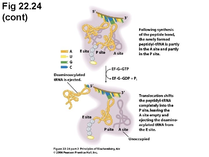 Fig 22. 24 (cont) 