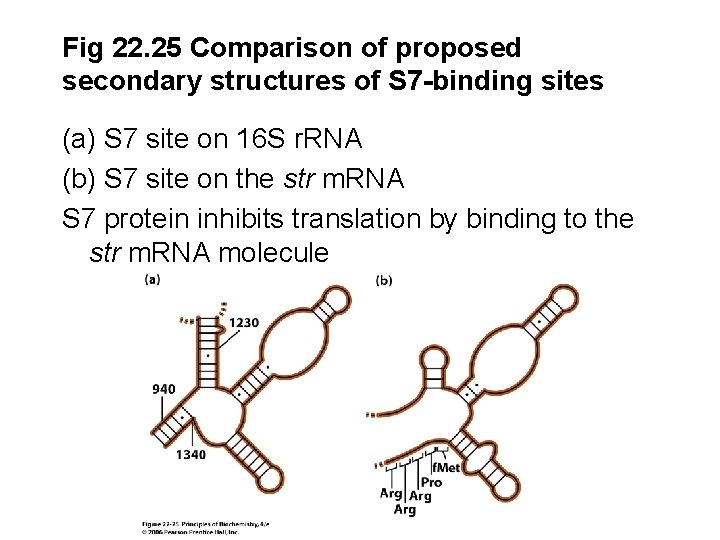 Fig 22. 25 Comparison of proposed secondary structures of S 7 -binding sites (a)