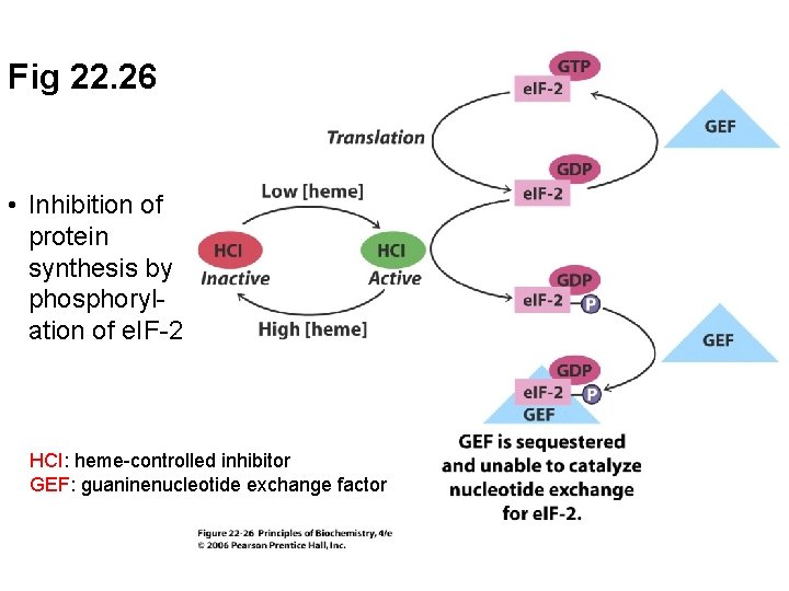 Fig 22. 26 • Inhibition of protein synthesis by phosphorylation of e. IF-2 HCI: