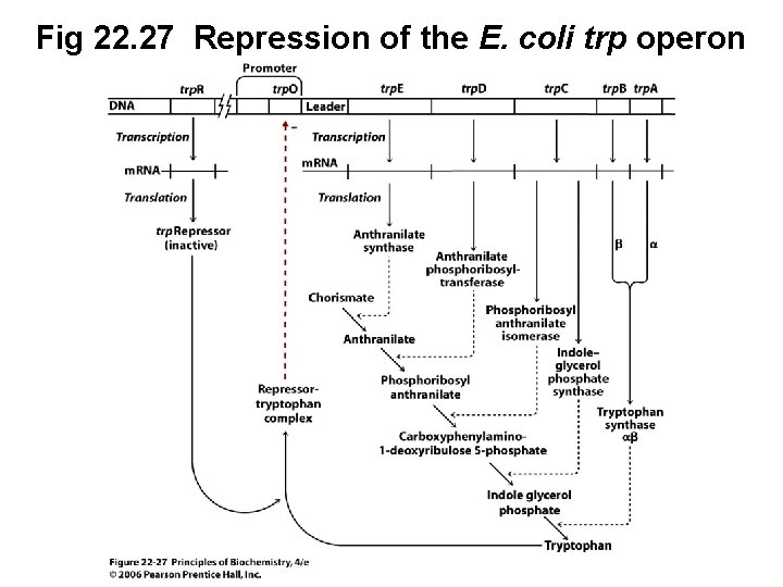 Fig 22. 27 Repression of the E. coli trp operon (continued next slide) 