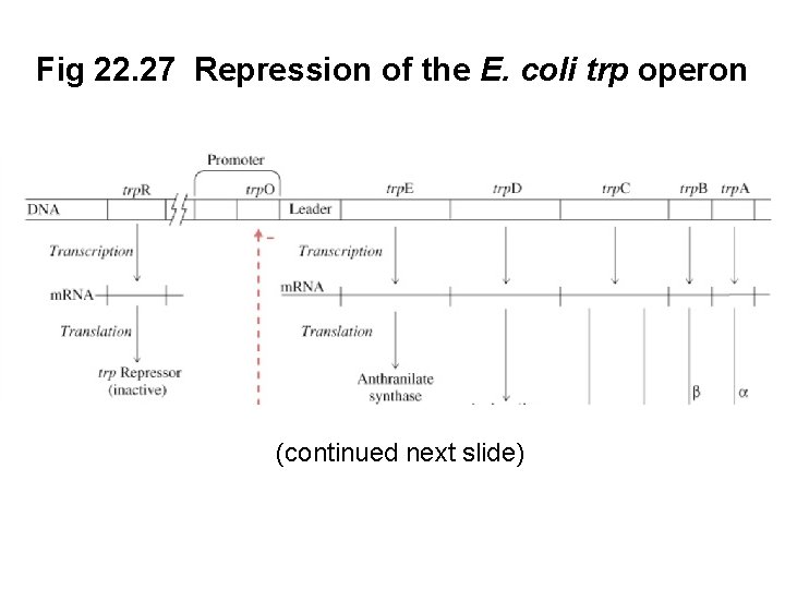 Fig 22. 27 Repression of the E. coli trp operon (continued next slide) 