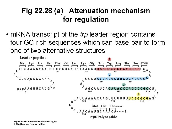 Fig 22. 28 (a) Attenuation mechanism for regulation • m. RNA transcript of the