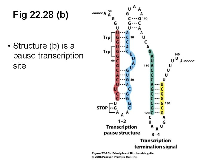 Fig 22. 28 (b) • Structure (b) is a pause transcription site 