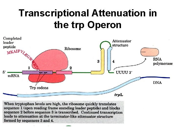Transcriptional Attenuation in the trp Operon 