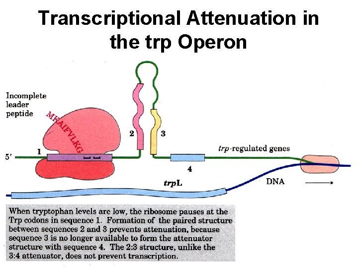 Transcriptional Attenuation in the trp Operon 