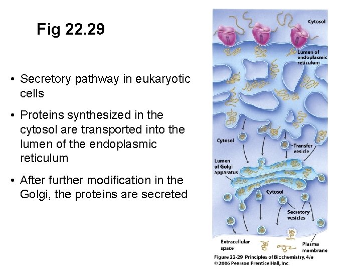 Fig 22. 29 • Secretory pathway in eukaryotic cells • Proteins synthesized in the