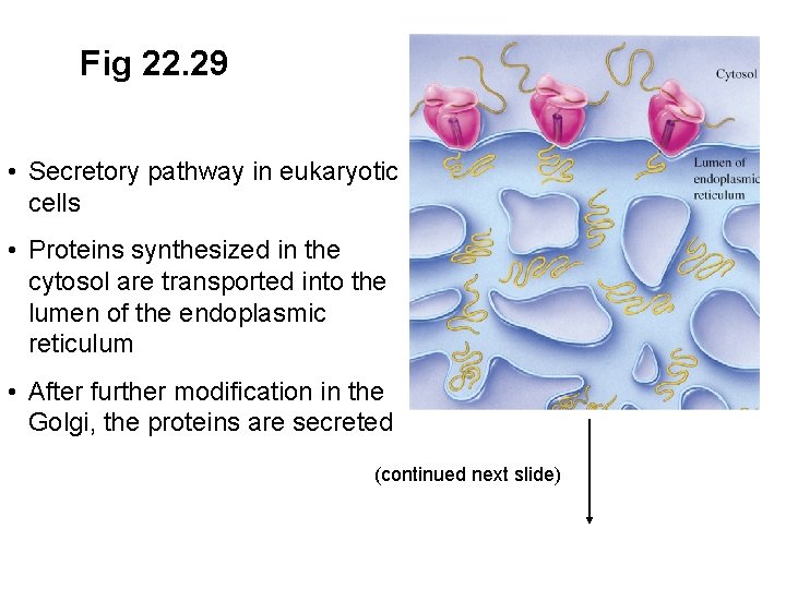 Fig 22. 29 • Secretory pathway in eukaryotic cells • Proteins synthesized in the