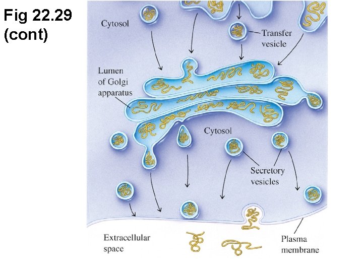 Fig 22. 29 (cont) 