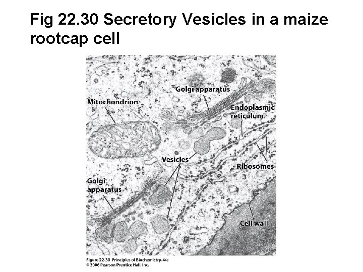 Fig 22. 30 Secretory Vesicles in a maize rootcap cell 