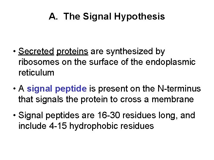 A. The Signal Hypothesis • Secreted proteins are synthesized by ribosomes on the surface