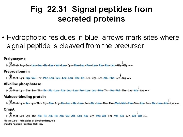 Fig 22. 31 Signal peptides from secreted proteins • Hydrophobic residues in blue, arrows