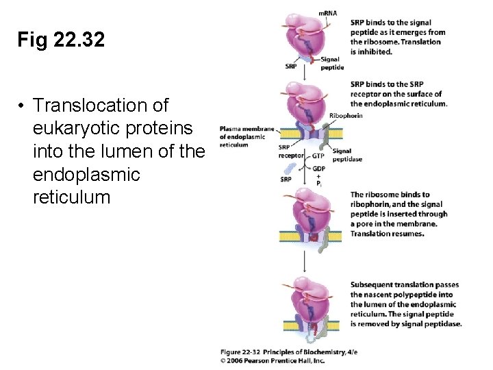 Fig 22. 32 • Translocation of eukaryotic proteins into the lumen of the endoplasmic