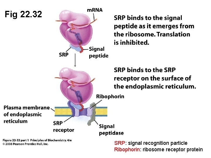 Fig 22. 32 SRP: signal recognition particle Ribophorin: ribosome receptor protein 