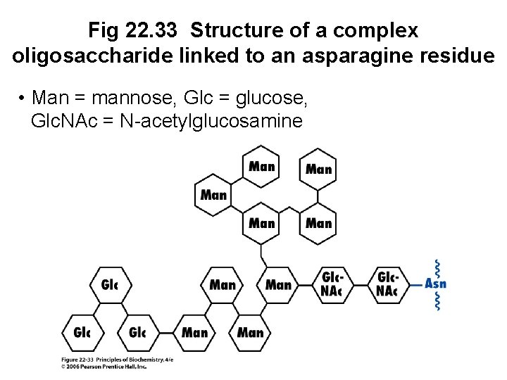 Fig 22. 33 Structure of a complex oligosaccharide linked to an asparagine residue •