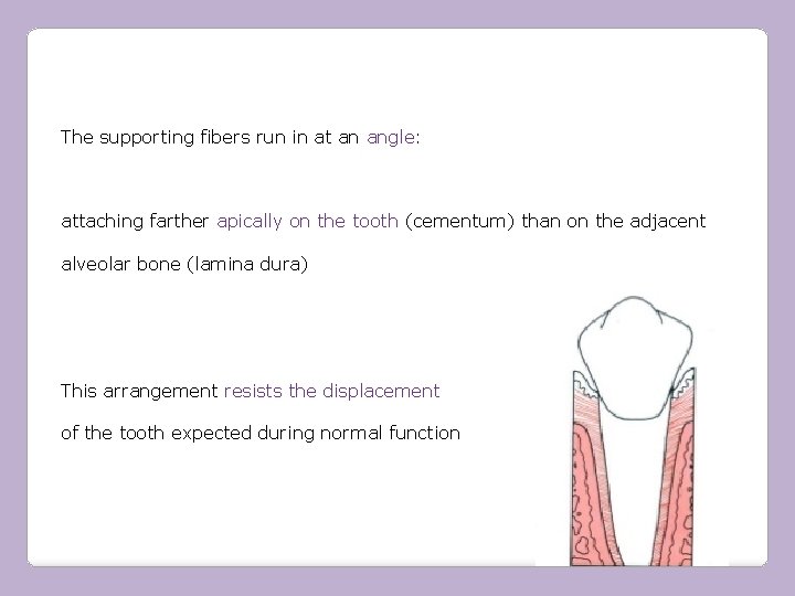 The supporting fibers run in at an angle: attaching farther apically on the tooth