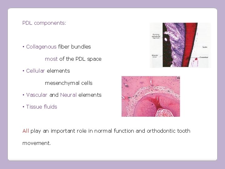 PDL components: • Collagenous fiber bundles most of the PDL space • Cellular elements