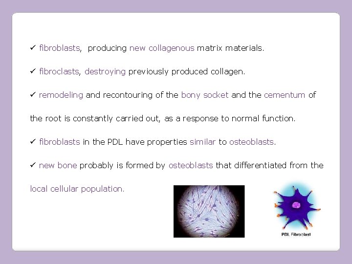 ü fibroblasts, producing new collagenous matrix materials. ü fibroclasts, destroying previously produced collagen. ü