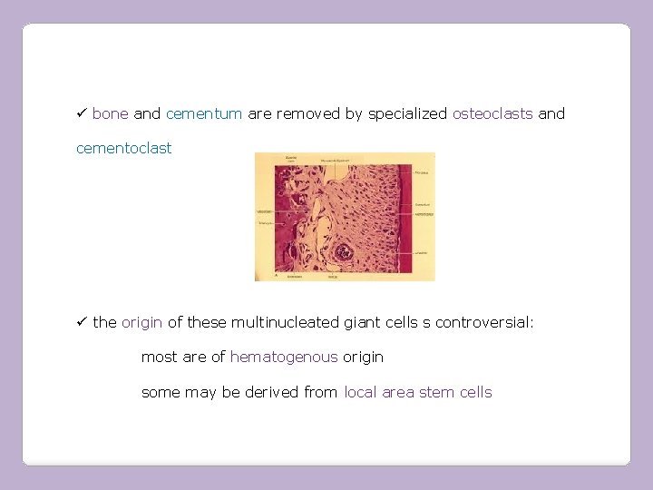 ü bone and cementum are removed by specialized osteoclasts and cementoclast ü the origin