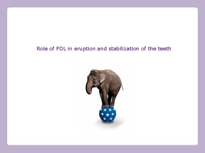 Role of PDL in eruption and stabilization of the teeth 