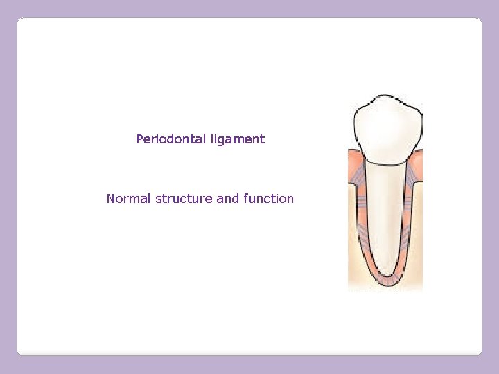 Periodontal ligament Normal structure and function 