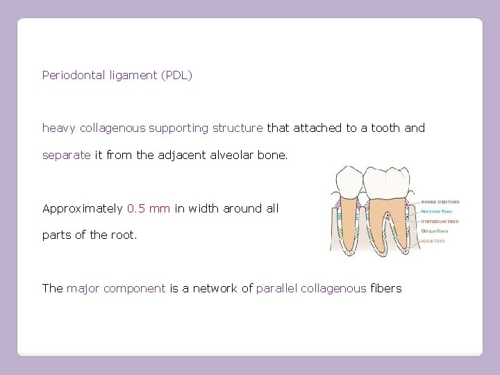 Periodontal ligament (PDL) heavy collagenous supporting structure that attached to a tooth and separate