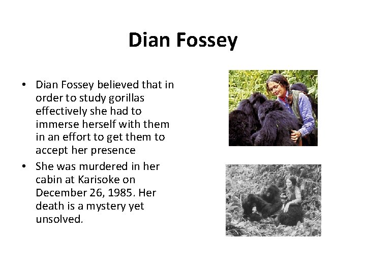Dian Fossey • Dian Fossey believed that in order to study gorillas effectively she