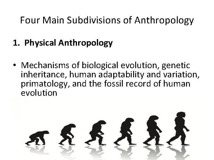 Four Main Subdivisions of Anthropology 1. Physical Anthropology • Mechanisms of biological evolution, genetic