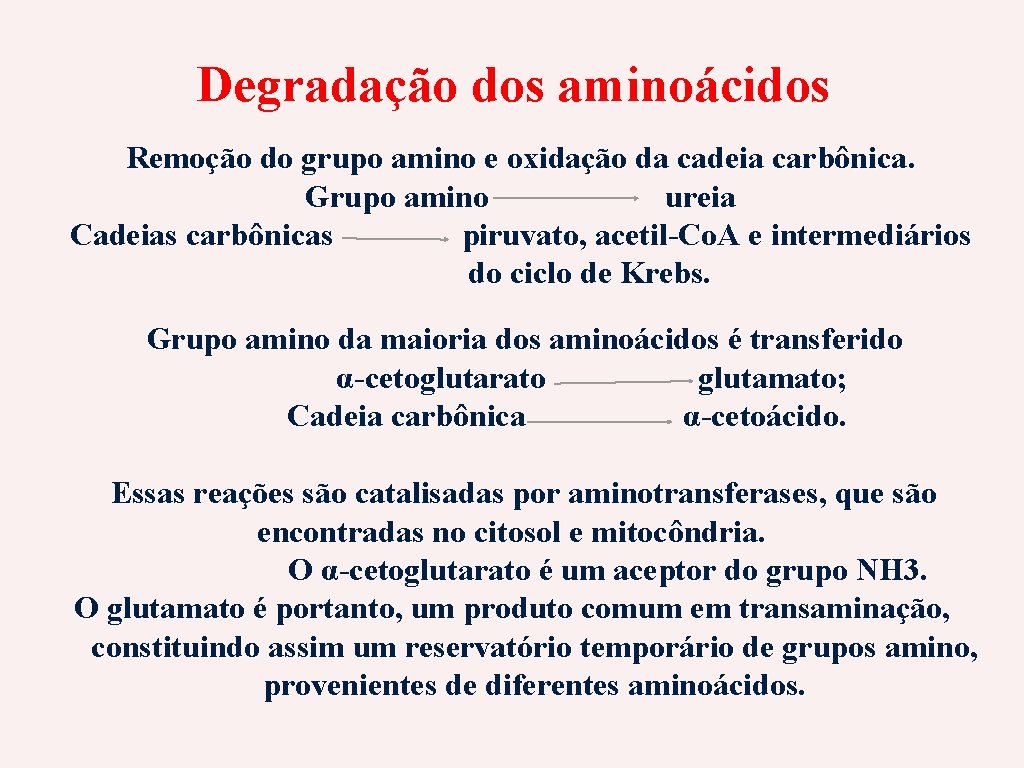 Degradação dos aminoácidos Remoção do grupo amino e oxidação da cadeia carbônica. Grupo amino