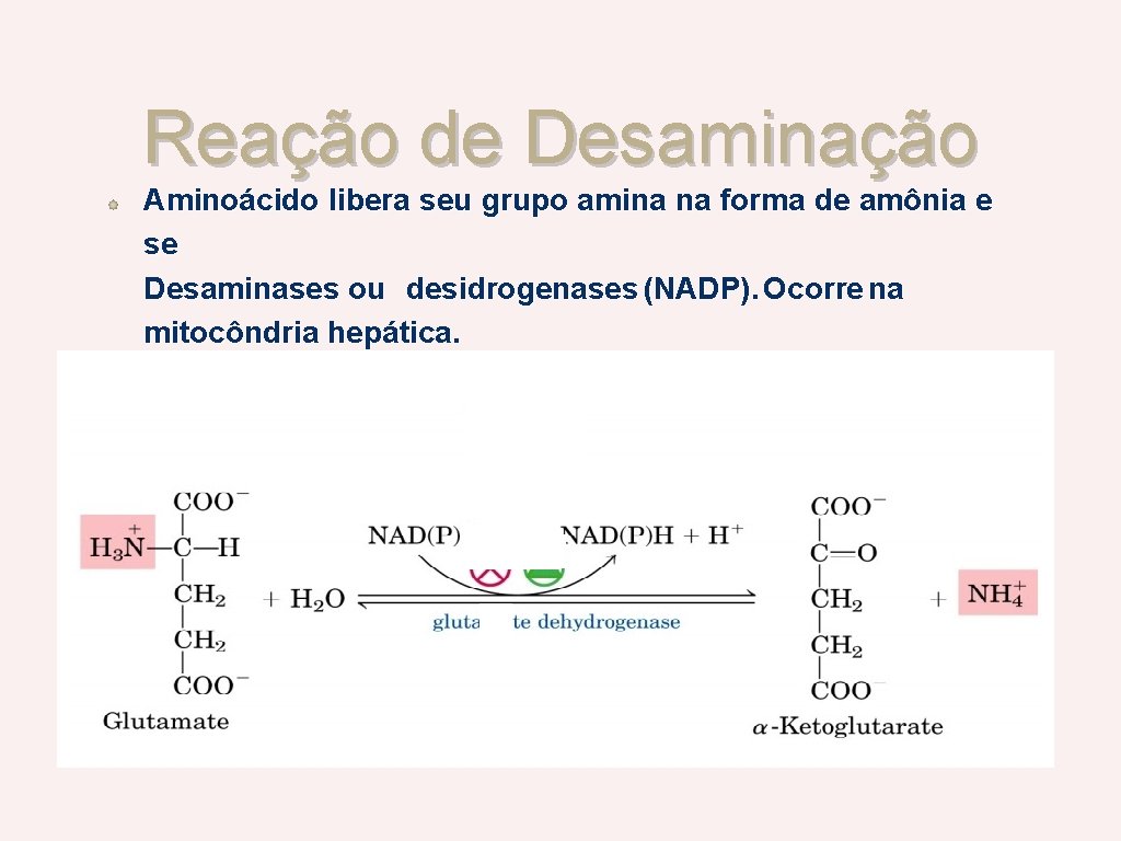 Reação de Desaminação Aminoácido libera seu grupo amina na forma de amônia e se