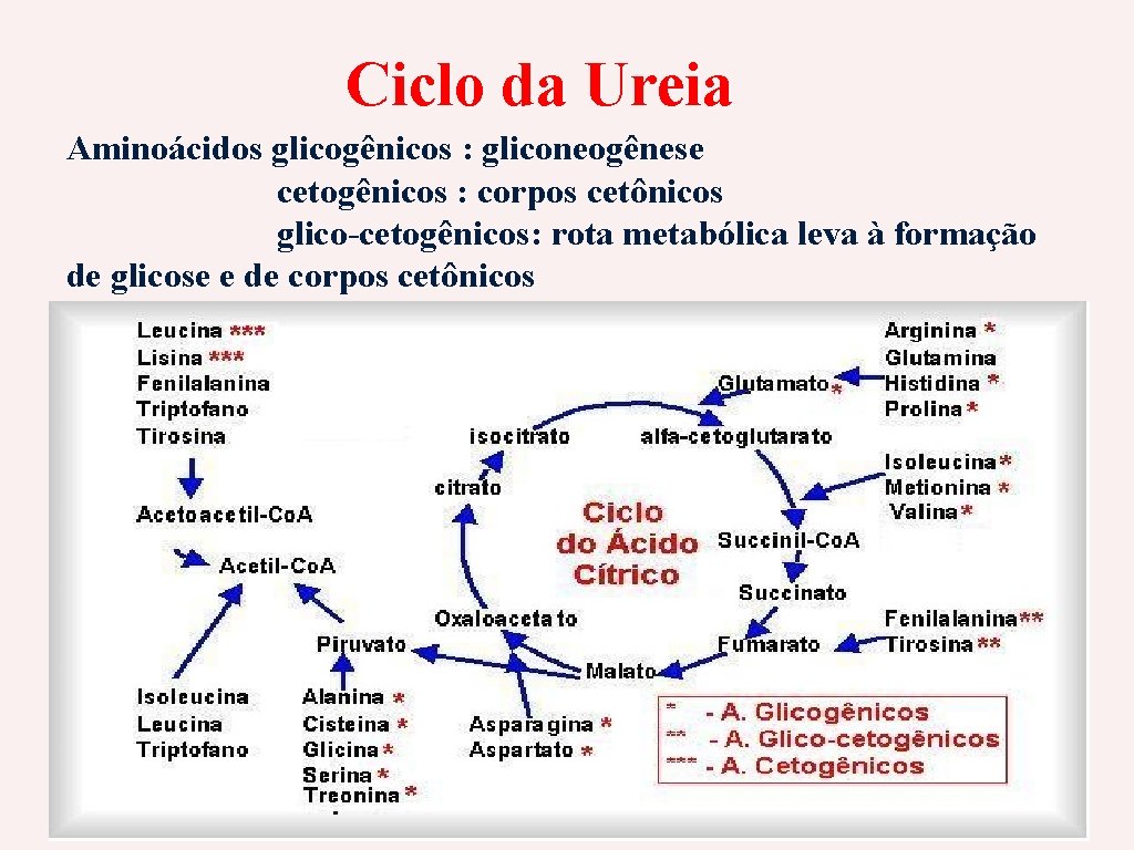 Ciclo da Ureia Aminoácidos glicogênicos : gliconeogênese cetogênicos : corpos cetônicos glico-cetogênicos: rota metabólica