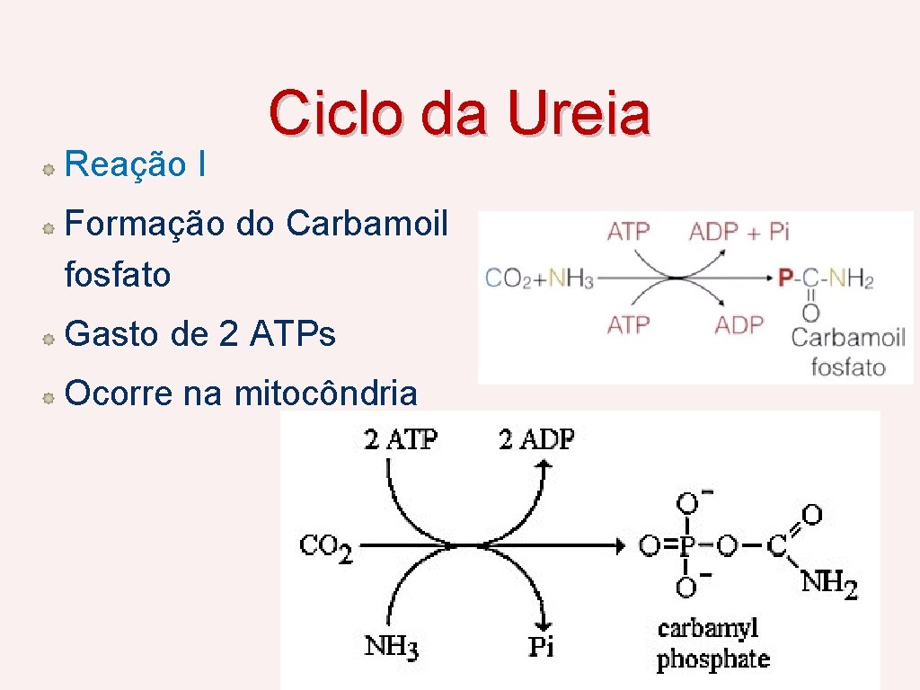 Reação I Ciclo da Ureia Formação do Carbamoil fosfato Gasto de 2 ATPs Ocorre