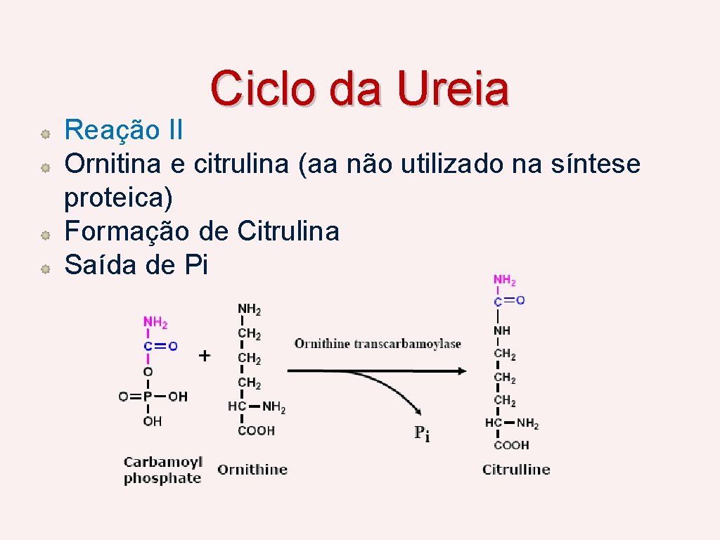 Ciclo da Ureia Reação II Ornitina e citrulina (aa não utilizado na síntese proteica)