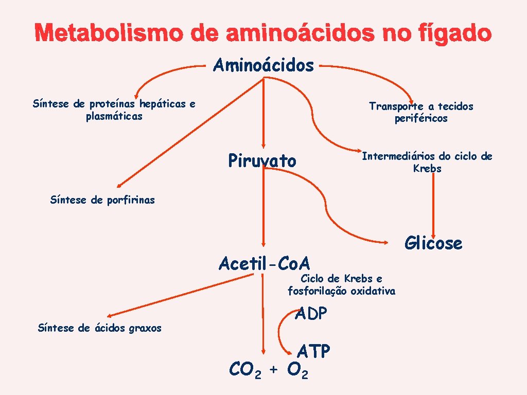 Aminoácidos Síntese de proteínas hepáticas e plasmáticas Transporte a tecidos periféricos Piruvato Intermediários do