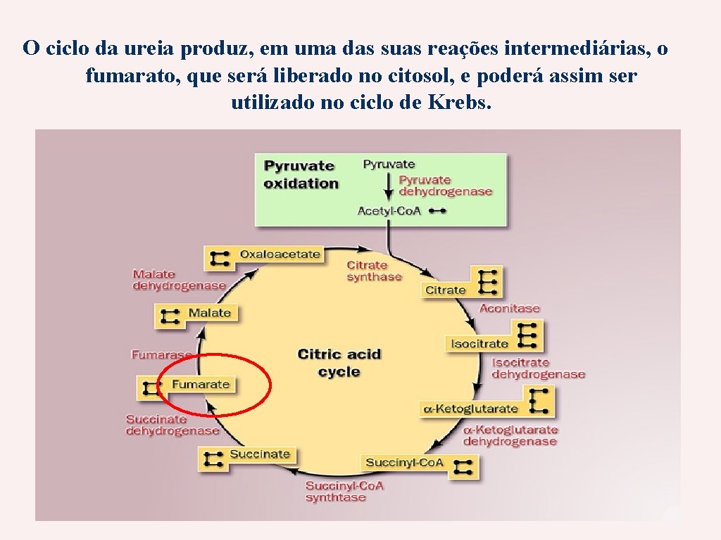 O ciclo da ureia produz, em uma das suas reações intermediárias, o fumarato, que
