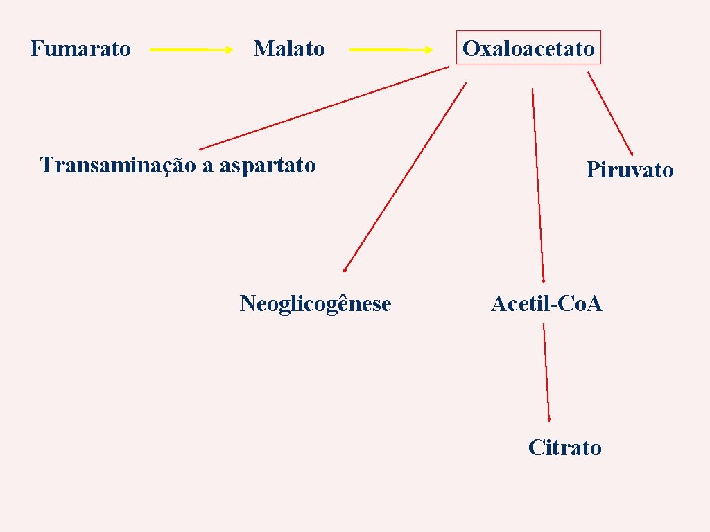 Fumarato Malato Transaminação a aspartato Neoglicogênese Oxaloacetato Piruvato Acetil-Co. A Citrato 