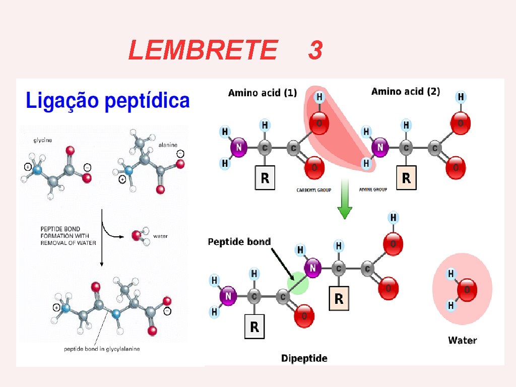 LEMBRETE 3 
