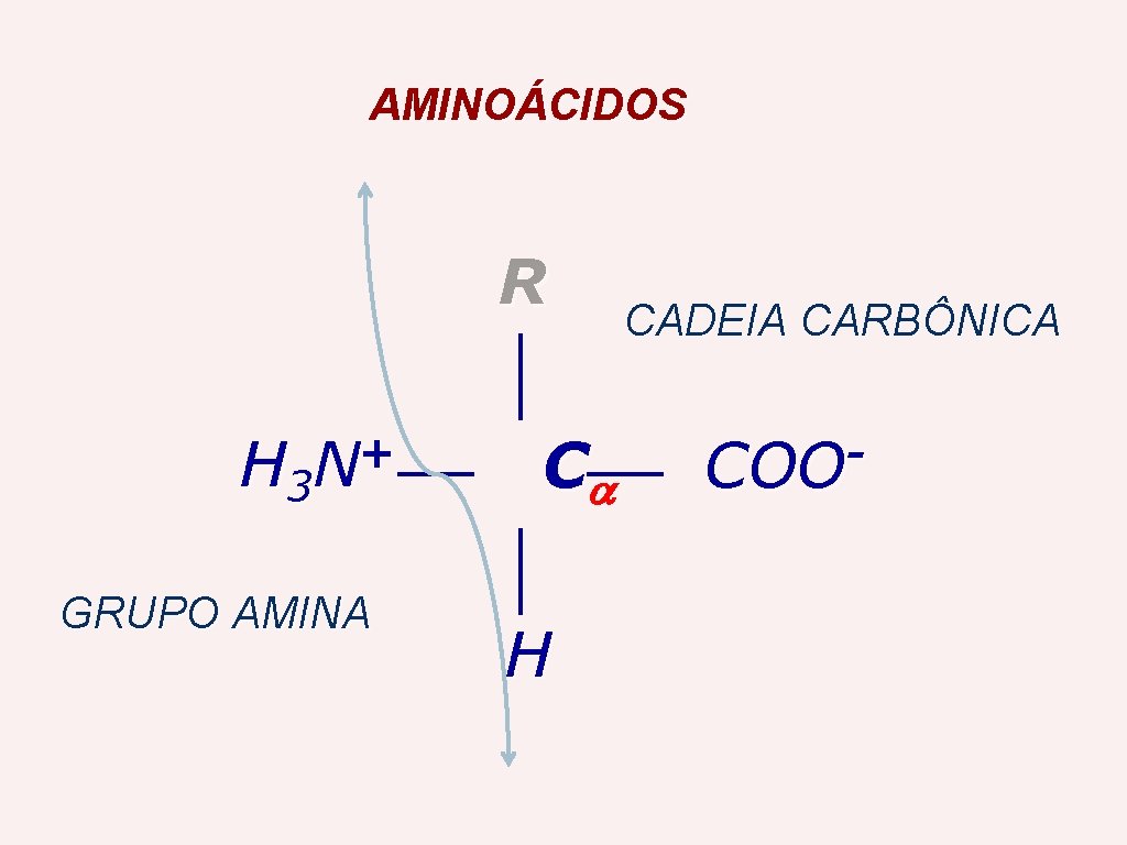 AMINOÁCIDOS R + H 3 N GRUPO AMINA C H CADEIA CARBÔNICA COO 