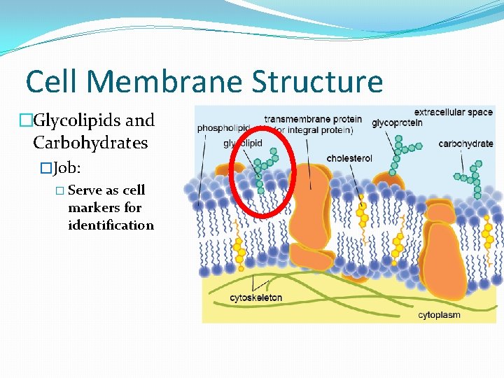 Cell Membrane Structure �Glycolipids and Carbohydrates �Job: � Serve as cell markers for identification