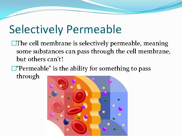 Selectively Permeable �The cell membrane is selectively permeable, meaning some substances can pass through