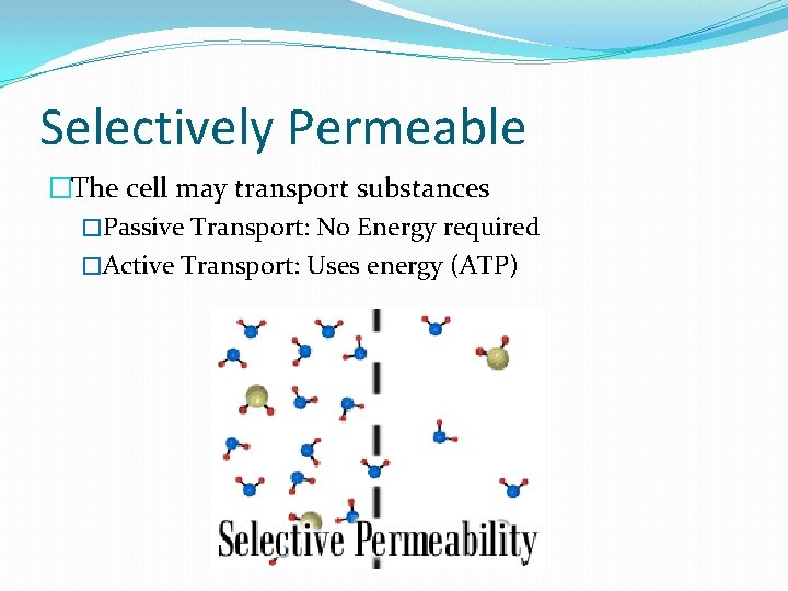 Selectively Permeable �The cell may transport substances �Passive Transport: No Energy required �Active Transport: