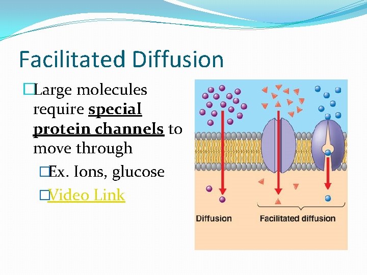 Facilitated Diffusion �Large molecules require special protein channels to move through �Ex. Ions, glucose