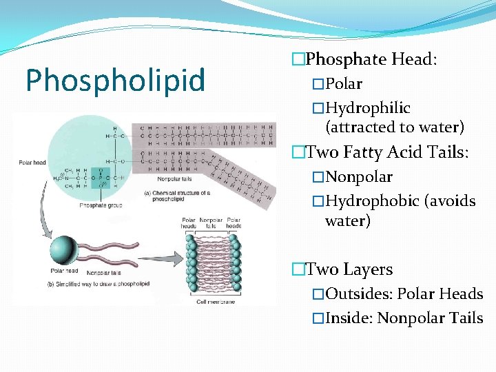 Phospholipid �Phosphate Head: �Polar �Hydrophilic (attracted to water) �Two Fatty Acid Tails: �Nonpolar �Hydrophobic