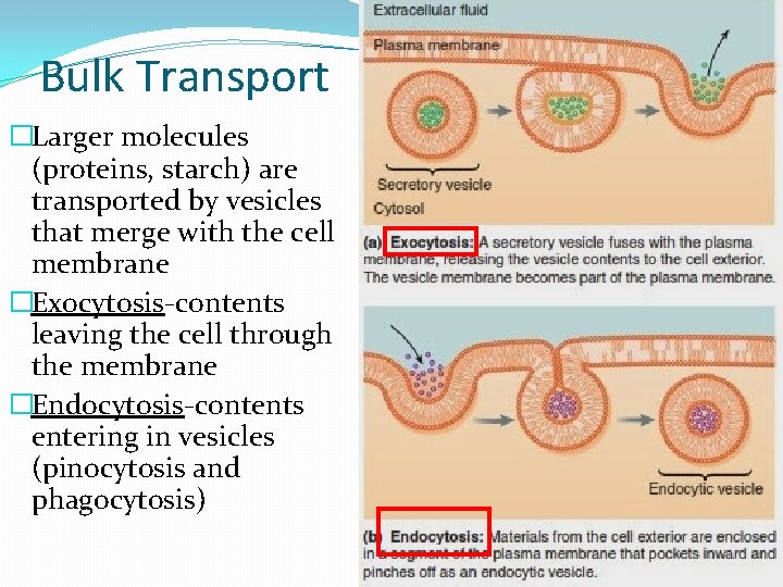 Bulk Transport �Larger molecules (proteins, starch) are transported by vesicles that merge with the