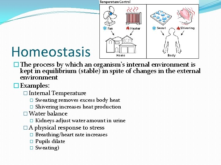 Homeostasis �The process by which an organism’s internal environment is kept in equilibrium (stable)
