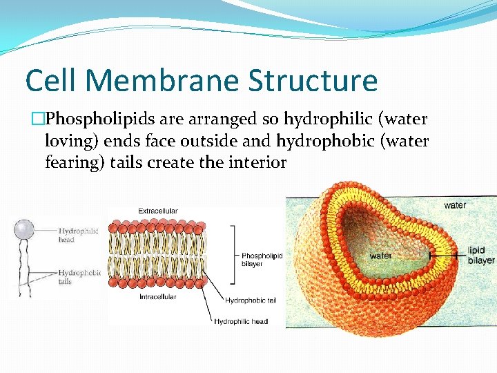 Cell Membrane Structure �Phospholipids are arranged so hydrophilic (water loving) ends face outside and